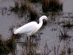 Little Egret © KM