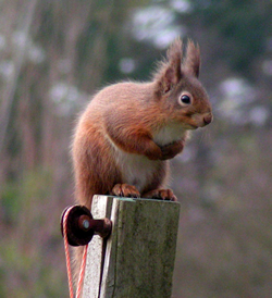 Red Squirrel © IF