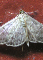 Mother of Pearl © IF