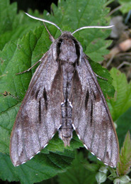 Pine Hawk Moth © IF