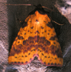 Pink-barred Sallow © IF
