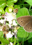Ringlet © IF