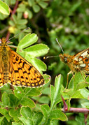 Small pearl bordered Fritillary © IF