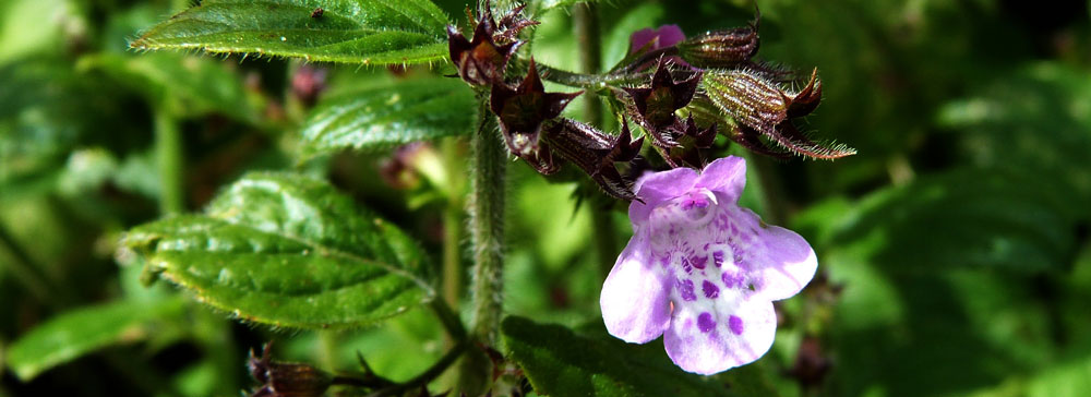 Wood Calamint at Rowridge