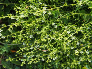 "Bastard Toadlflax" on the chalky cliff edge above St.Lawrence.