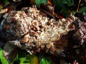 Abortiporus biennis, young, Bonchurch Landslip (1024x768)