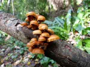 Hypholoma lateritium, Bonchurch Landslip (1024x768)