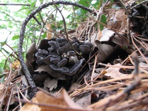 Phellodon niger, Firestone Copse 2 (1024x768)