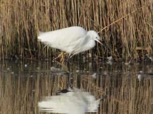 Little Egret (Egretta garzetta) Photo: Dave Trevan