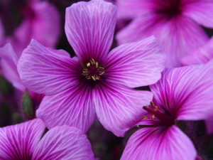 Geranium maderense