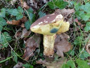 boletus-appendiculatus-locks-copse-p1100633-2-800x600