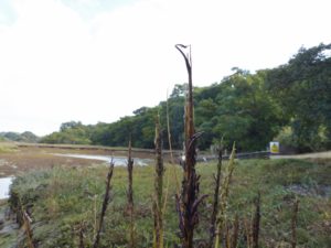 claviceps-purpurea-on-spartina-mod-range-p1100638-2-800x600