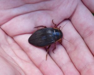 great-diving-beetle-freshwater-p1100655-2-800x641