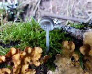 hydropus-floccipes-locks-copse-p1100663-2-800x639