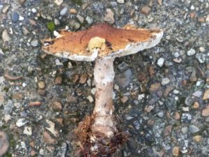 lepiota-aspera-east-knighton-wood-p1100799-800x600