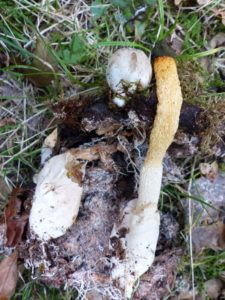 mutinus-caninus-locks-copse-p1100624-2-600x800