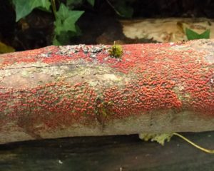nectria-cinnabarina-perithecial-east-knighton-wood-p1100777-800x639