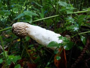 phallus-impudicus-east-knighton-wood-p1100776-800x600