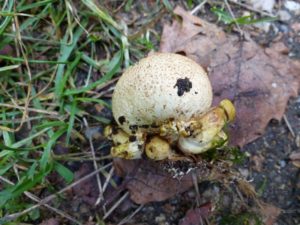 Parasitic bolete on Earthball