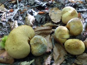 Common Earthball
