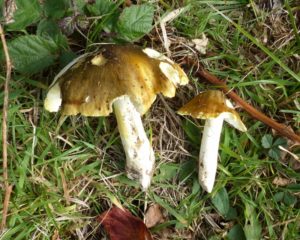 tricholoma-sejunctum-locks-copse-p1100635-2-800x639
