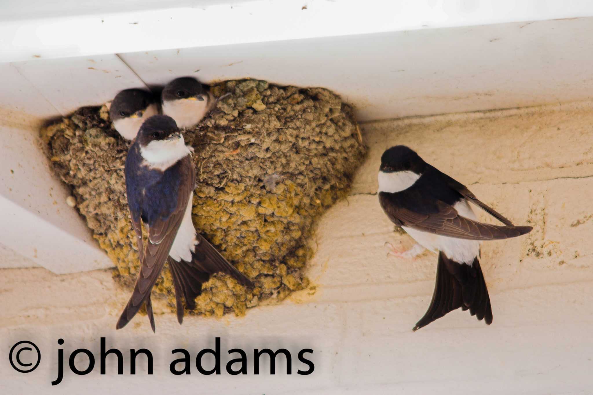 House Martins by John Adams