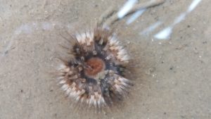 Sagartia troglodytes_Anemone by Ian Whitmore