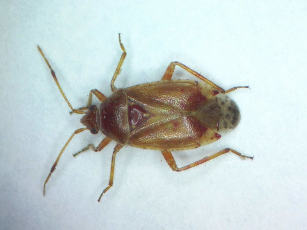 Alloeotomus gothicus